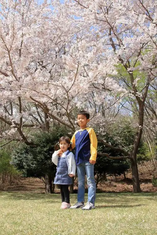 有樱花的日本兄妹(波8岁)照片-正版商用图片0nmahv-摄图新视界