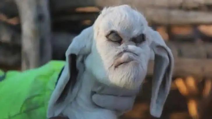 阿根廷"人面山羊"震惊村民(组图)