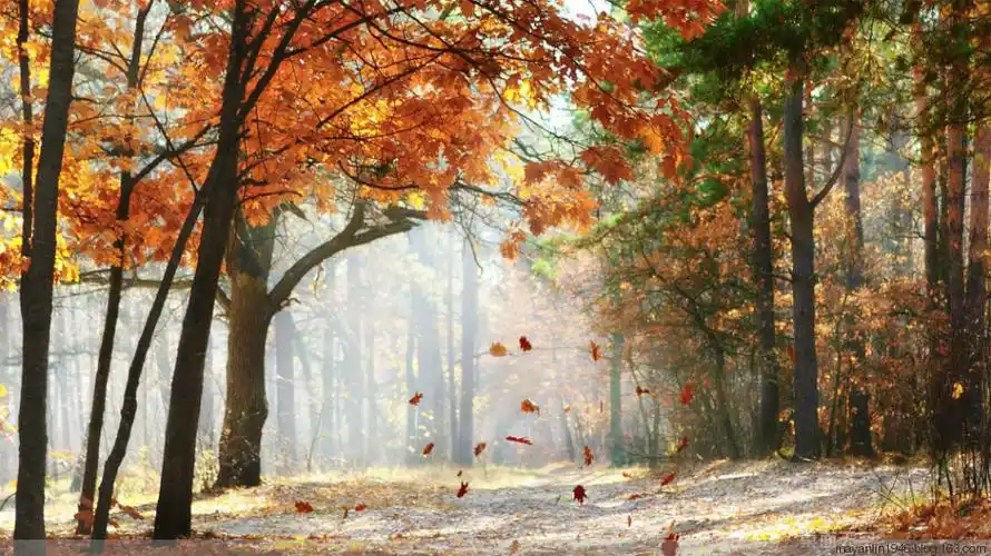 秋天风景 - 过客