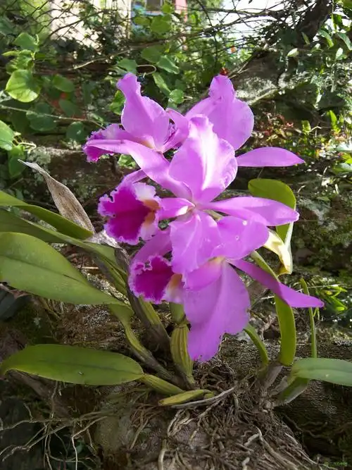 嘎斯凯卡特兰cattleyagaskellianabraem