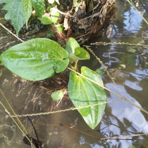 新鲜三白草现塘边白面姑白舌骨三百百草草中其他药食同源食品