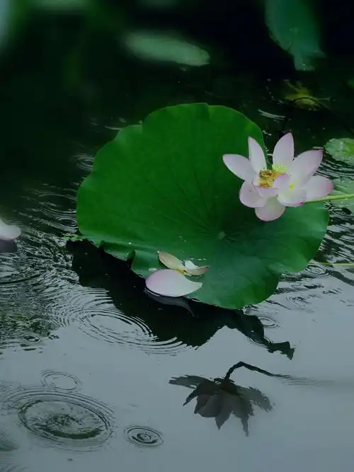 雨后禅荷花岛荷花靓丽