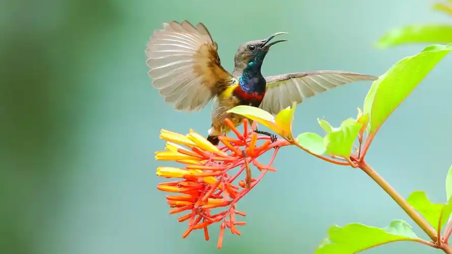 花蜜鸟动物图片电脑1080p高清壁纸