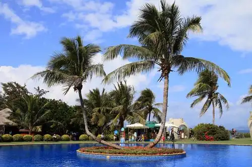 《mingri视野》～海南三亚椰子树掠影