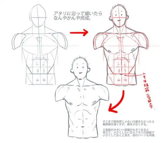 人体躯干肌肉怎么画?简易上半身肌肉躯干画法!|背阔肌|胸肌_网易订阅