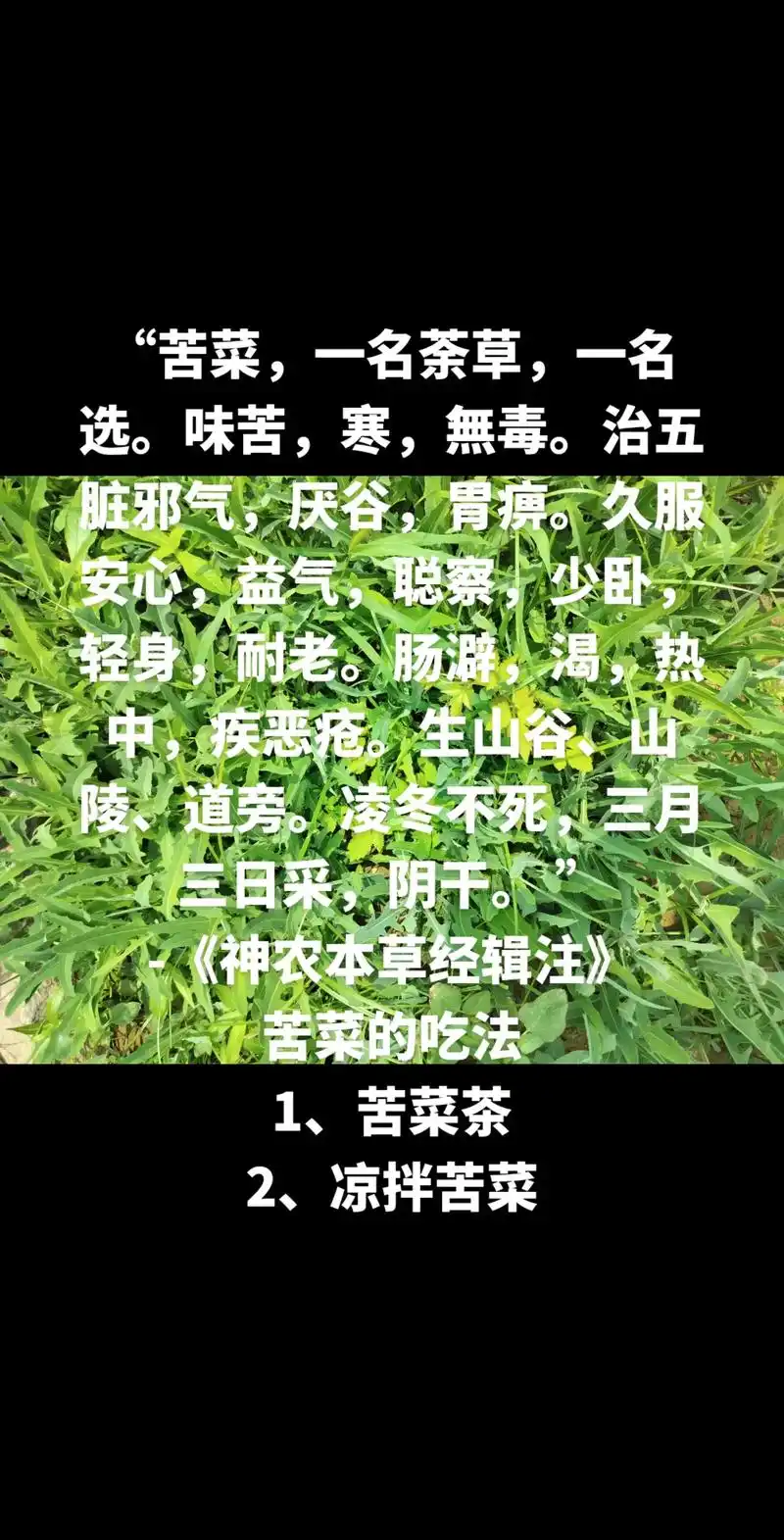 "苦菜,一名荼草,一名选.味苦,寒,無毒.治 - 抖音