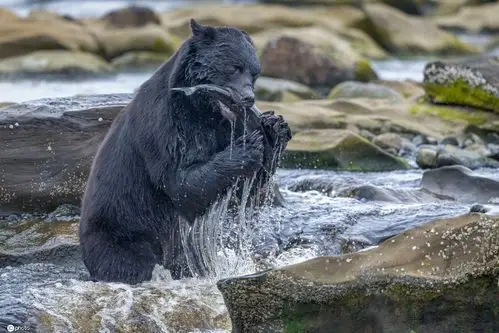 加拿大黑熊水中捕鱼津津有味享受大餐