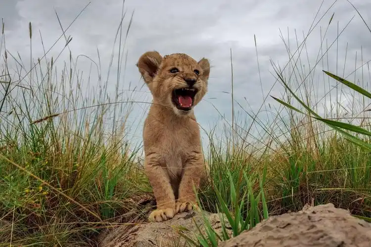 huawei p40 pro - 华为官网