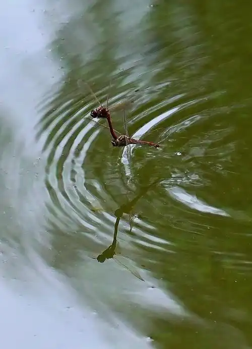 【蜻蜓点水摄影图片】星火园生态摄影_荒原狼_太平洋电脑网摄影部落