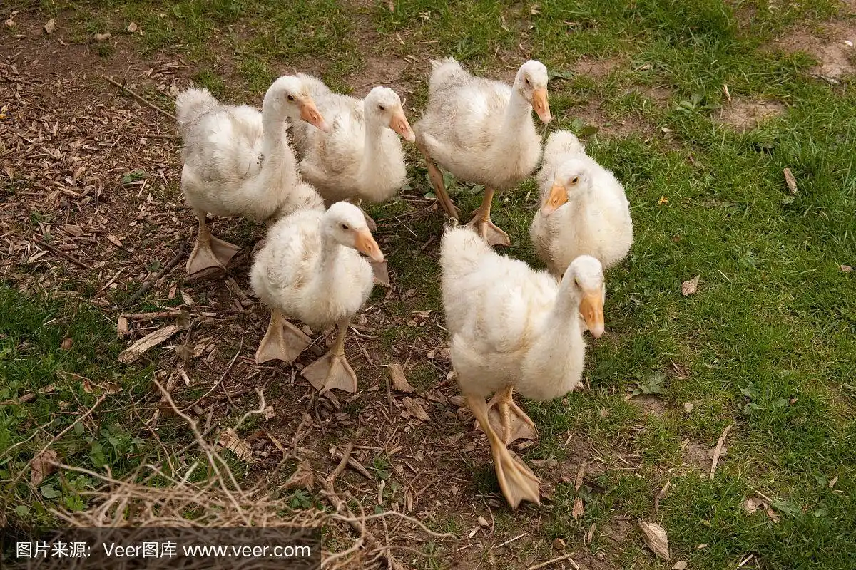 小鹅,小鹅,1个月大