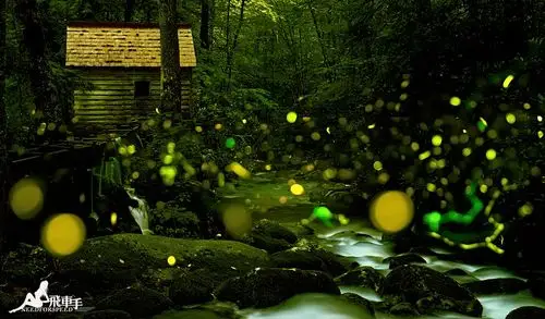 =========森林中的小幽灵