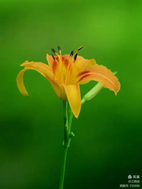 点缀大自然美丽的花