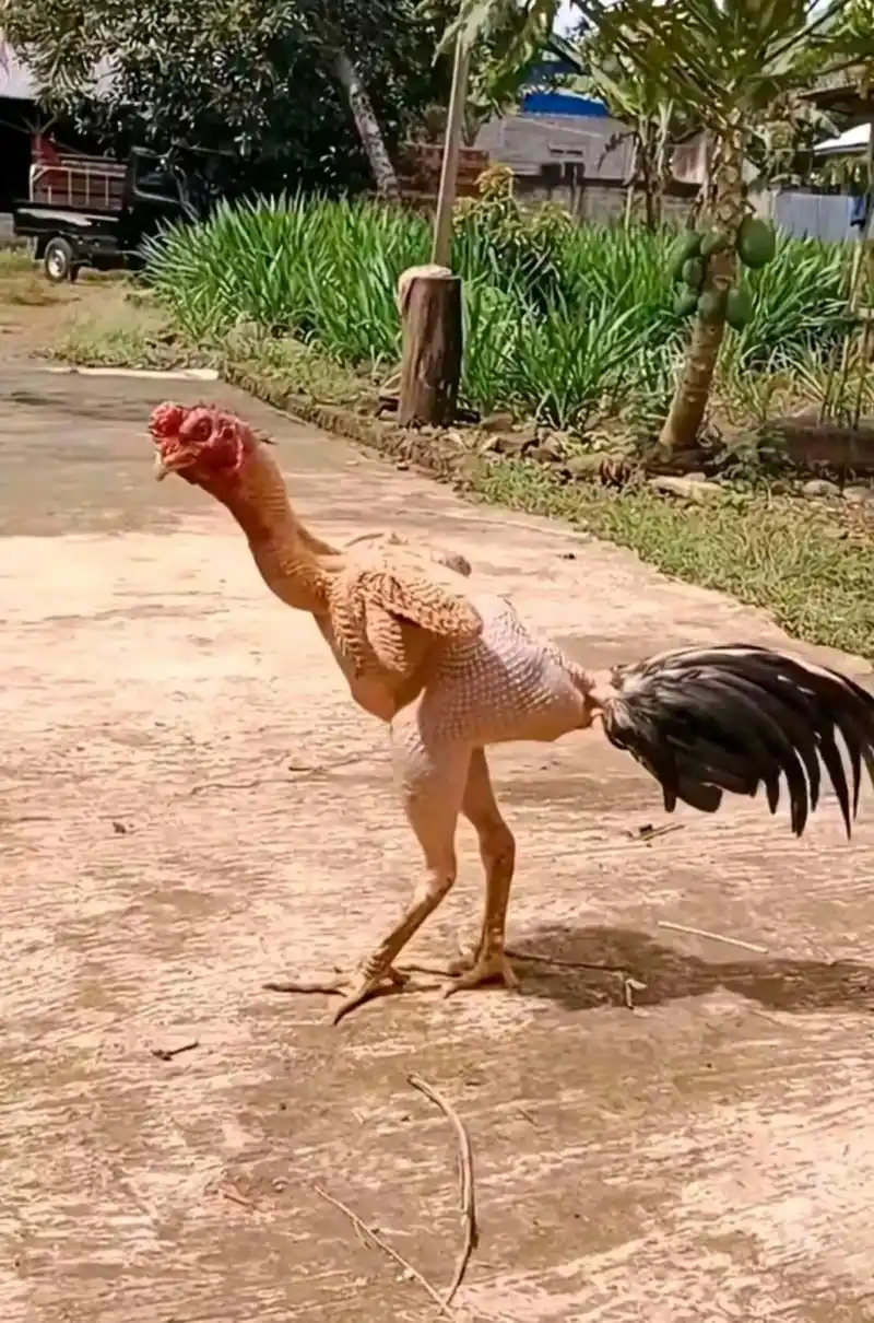 鸡毛拔了一半突然诈尸了