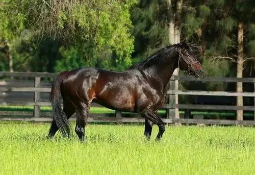 第一赛马网获悉,近日,《澳大利亚种马簿》(australian stud book)对外