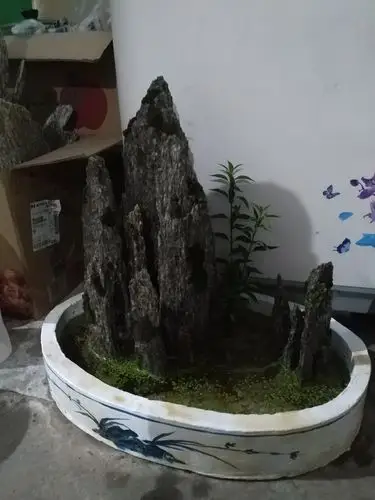 自制的假山盆景.令人赏心悦目哈!