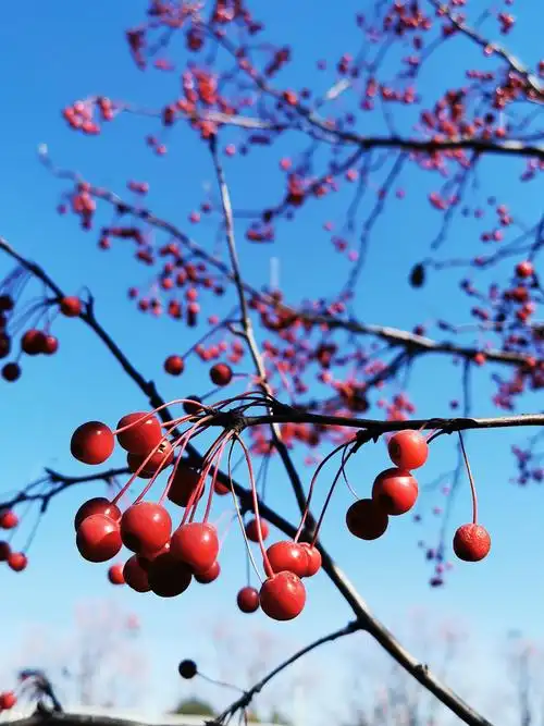 冬红果海棠 ,既美化了环境,又为小鸟提供了食品.