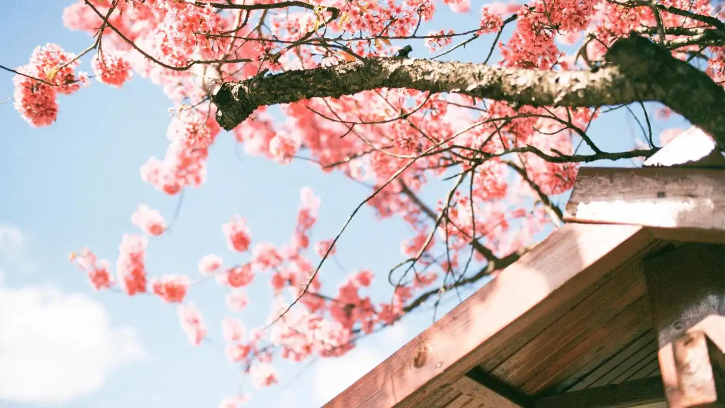 初春唯美粉色桃花高清风景壁纸