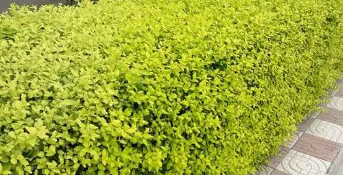 常见道路绿化带灌木的5个品种,你有见过吗