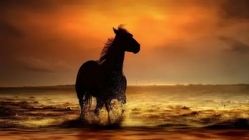 首页 动物与鸟 马 马在日落海岸 壁纸 下载 1600x900 马在日落海岸