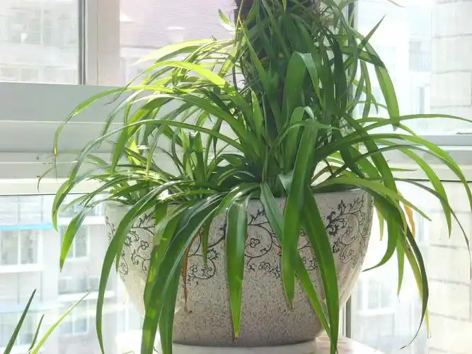 吊兰又称:垂盆草,挂兰,钓兰,兰草,折鹤兰, a target="_blank" href=