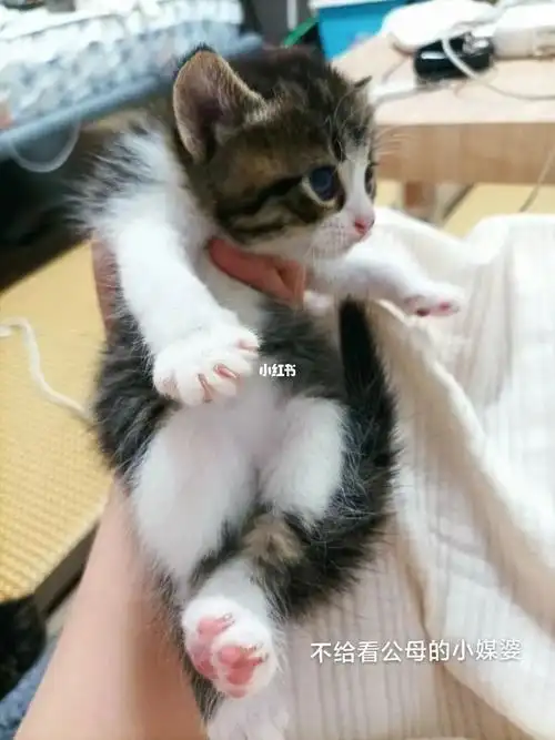 杭州家养美短英短串小偿找领养