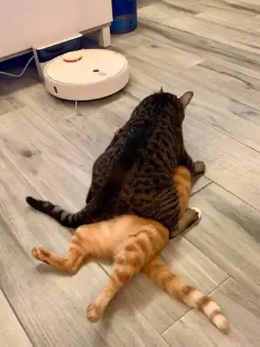 橘猫被另一只猫压在下面,表情都快哭了!by/fb/kitkit chan