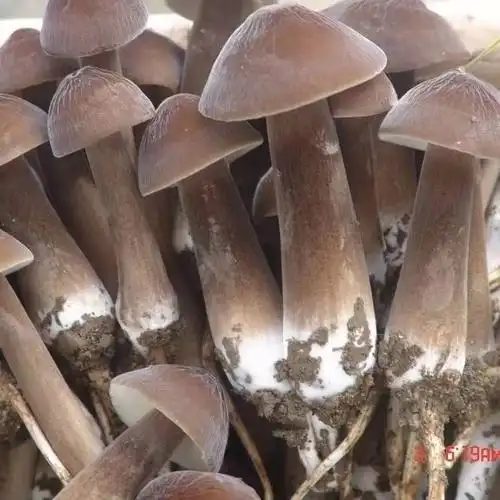 新鲜黑皮鸡枞菌鸡枞菇蘑菇云南黑鸡枞绿色营养火锅食材 三斤装原生态