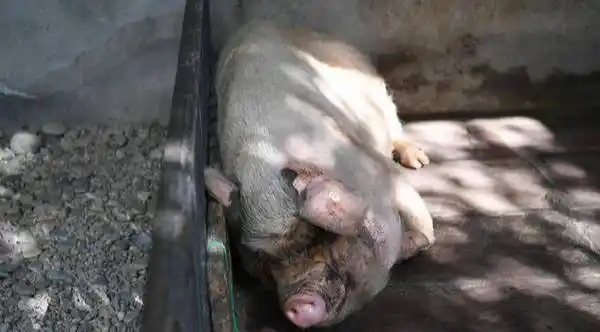 当年汶川地震中那头"猪坚强"现在过得怎么样了?