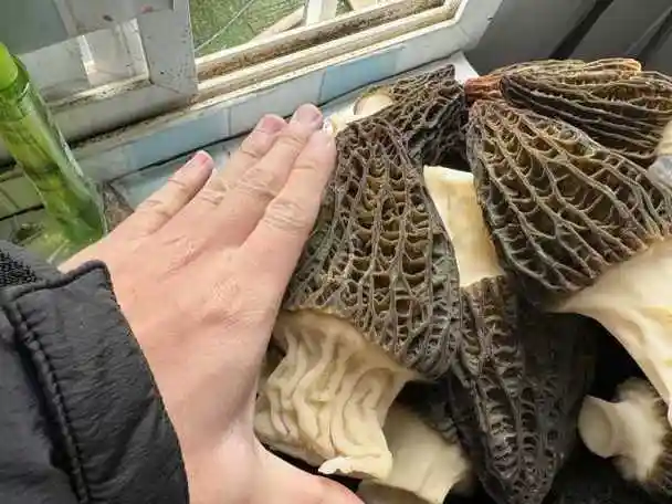 地产羊肚菌更具性价比苏州成功引种羊肚菌