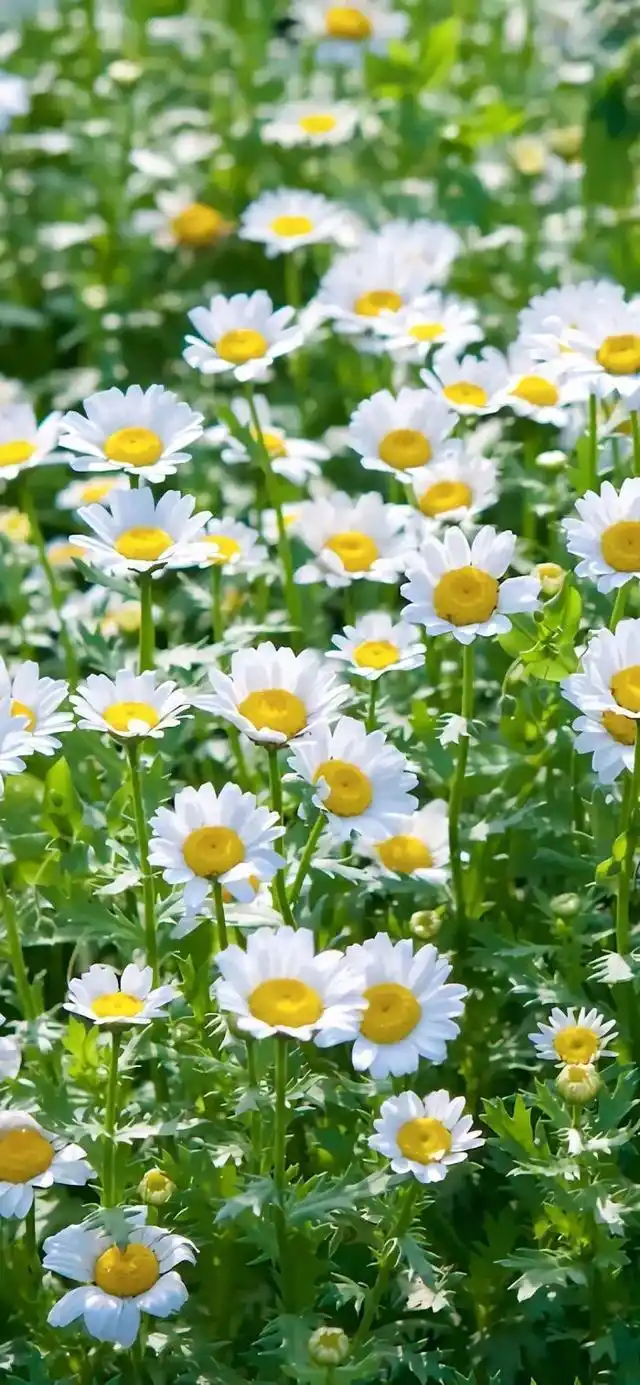 小清新,唯美,治愈系小雏菊手机壁纸,分享给你,希望你能喜欢