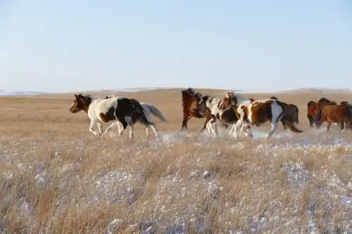 达尔罕草原骏马图 · 摄影:寂墨文人