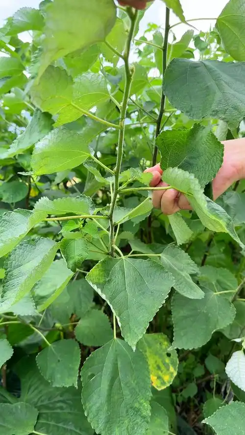 苎麻这种植物你认识吗?村里人常常采摘它回家.
