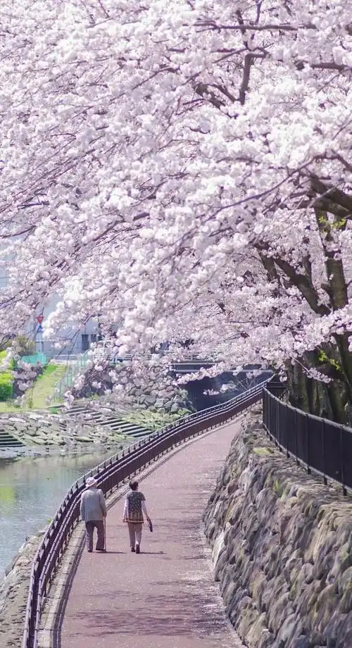 本文关键词:樱花背景图 唯美,二次元樱花背景图,樱花背景图高清1080p