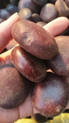 阴阳子的功效 阴阳子大货供应 阴阳子价格