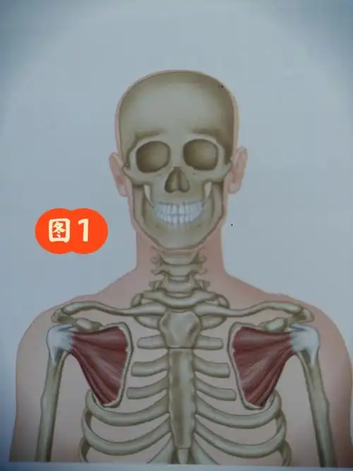 肩胛下肌评估及松解手法