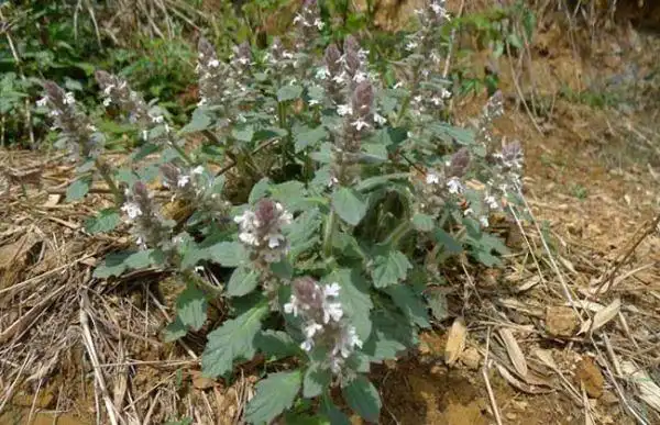 白毛夏枯草的功效与作用