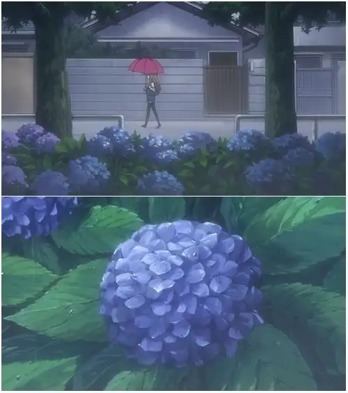 梅雨季最爱:盘点动漫中的紫阳花