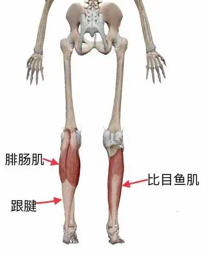 小腿后侧肌肉示意图
