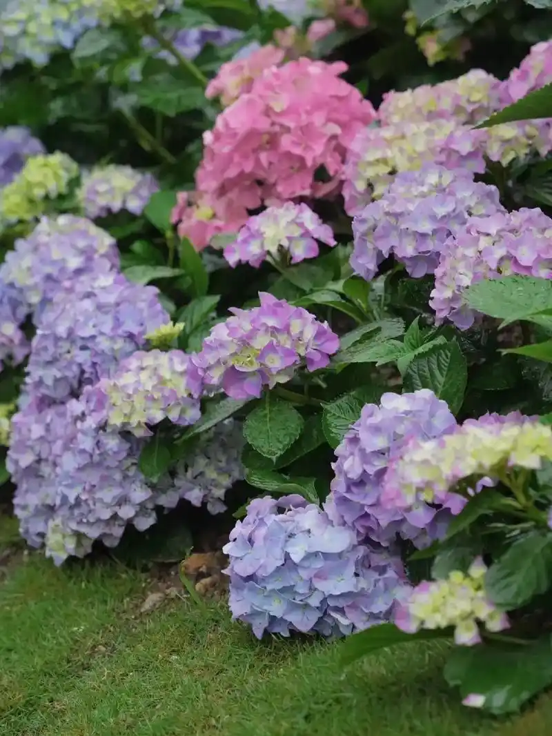 绣球花的花语:绣球花没有茉莉花的芳香四溢,没有 - 抖音