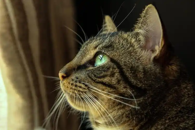 棕色的虎斑猫高清壁纸