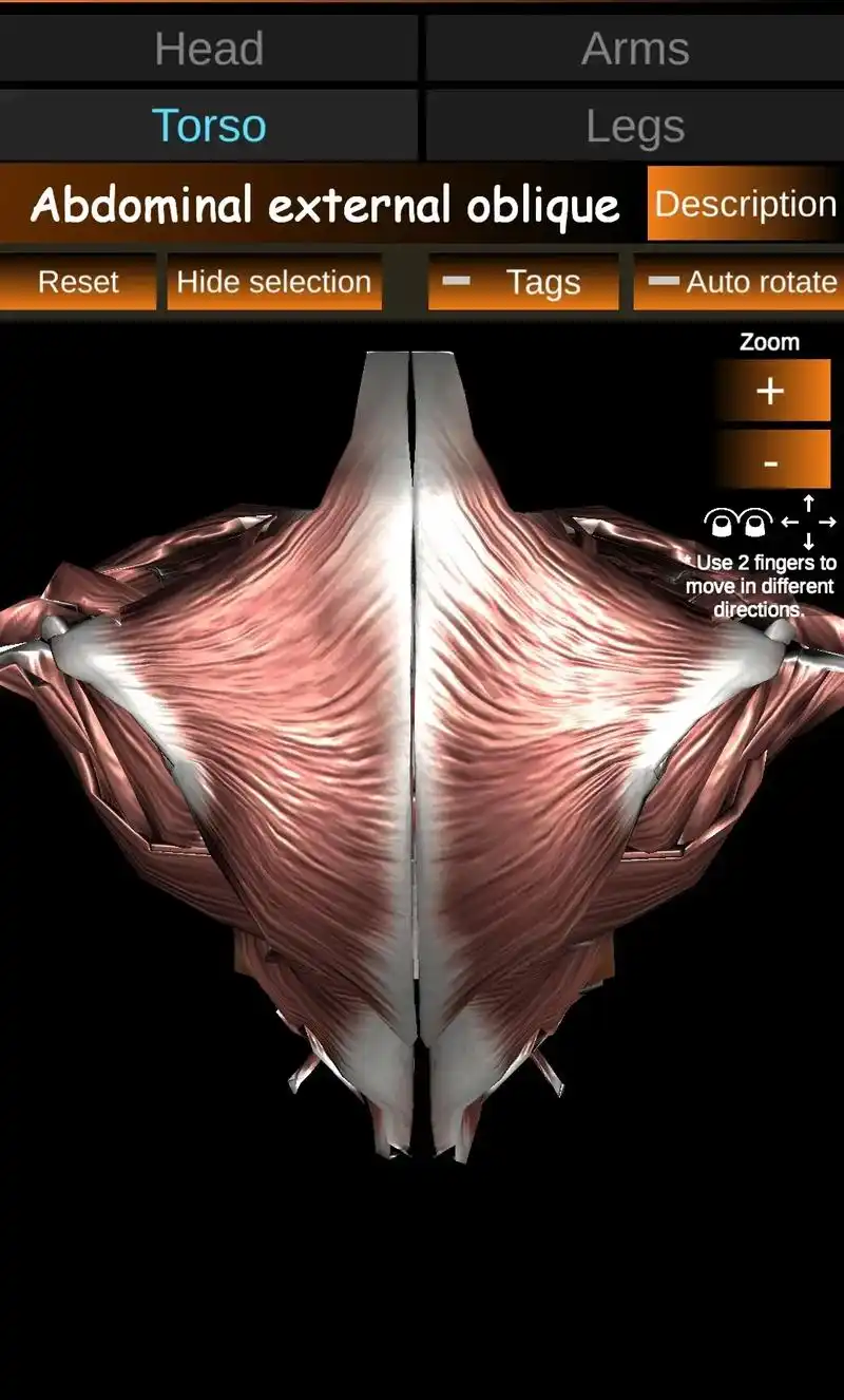 斜方肌是人体动静态中帮助维 - 抖音