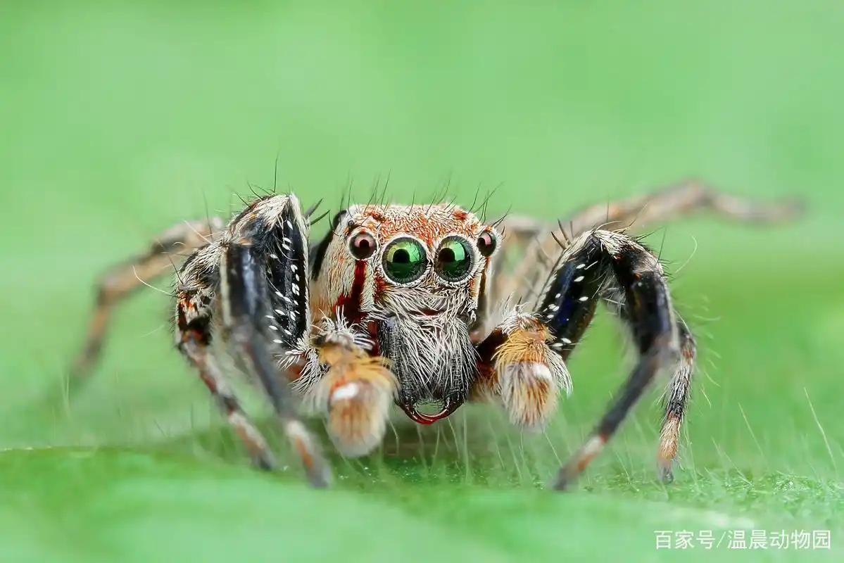 作为蜘蛛中著名的大眼萌,跳蛛不光外表可爱,智力水平也相当高