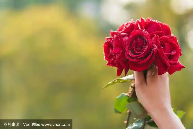 手持红玫瑰花束的女孩