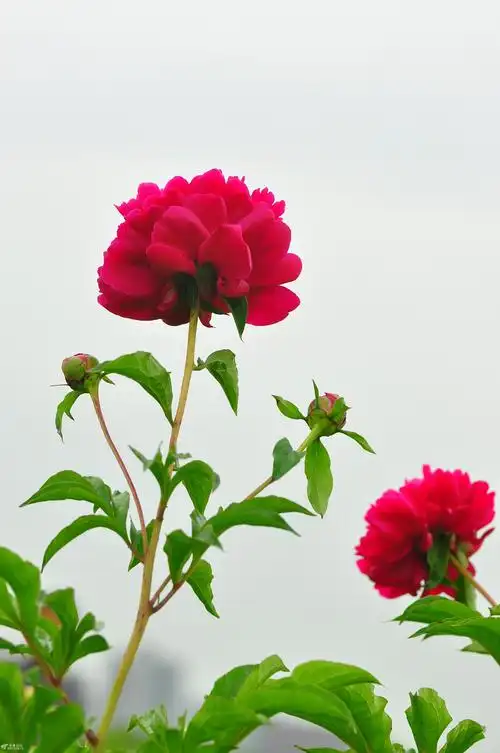 每年五六月份的时候,都是芍药花开花最美的时候,她