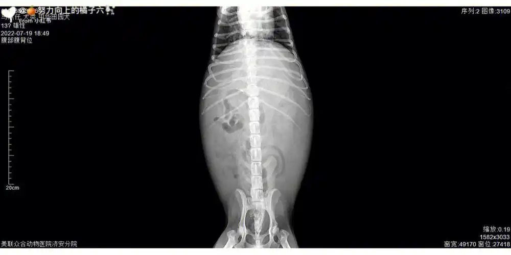 更新一下吧,家里的狗狗已经走了,但是还是希望能帮助到大家,而且还有