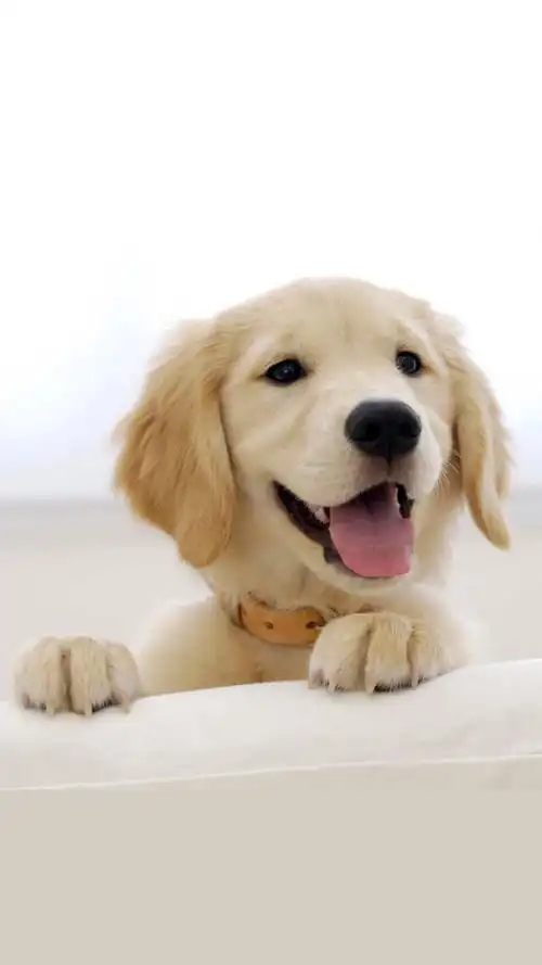 可爱小萌宠狗狗壁纸