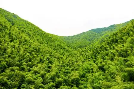 风景竹子竹林缆车背景图片