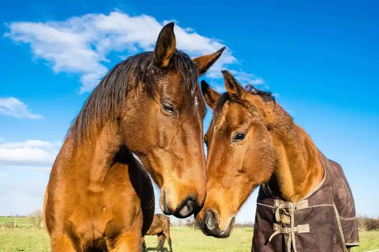 马, 草, 田野, 动物, 马, 种马, 蓝天