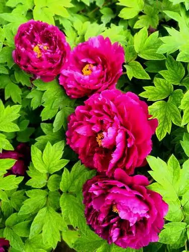 其它 阳春三月牡丹红 写美篇洛阳牡丹甲天下. 历经风雨冰雪寒