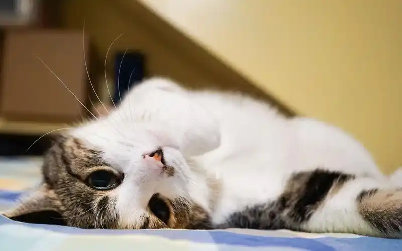 【老ti的日常】猫片 - 打瞌睡 happy kitty sleepy kitty purr purr